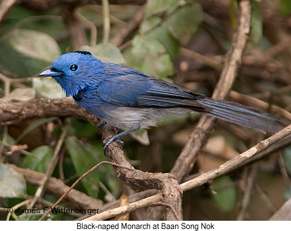 Black-naped Monarch - © James F Wittenberger and Exotic Birding LLC