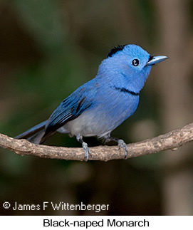 Black-naped Monarch - © James F Wittenberger and Exotic Birding LLC
