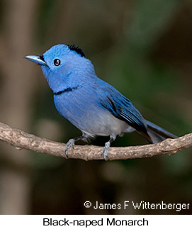 Black-naped Monarch - © James F Wittenberger and Exotic Birding LLC