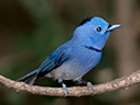 Black-naped Monarch - © James F Wittenberger and Exotic Birding LLC