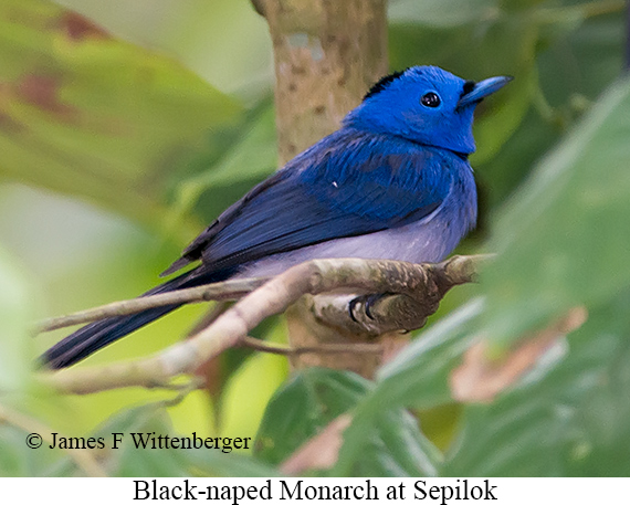 Black-naped Monarch - © James F Wittenberger and Exotic Birding LLC