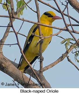Black-naped Oriole - © James F Wittenberger and Exotic Birding LLC