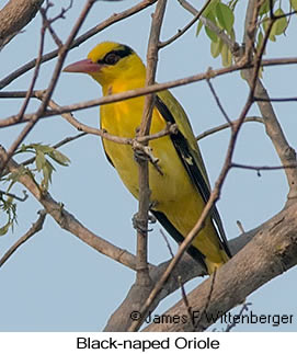 Black-naped Oriole - © James F Wittenberger and Exotic Birding LLC