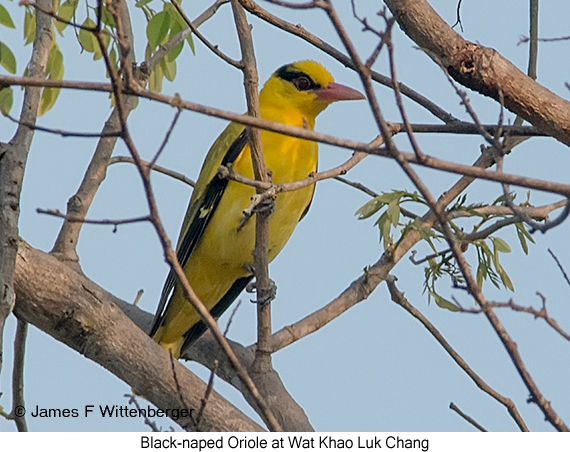 Black-naped Oriole - © James F Wittenberger and Exotic Birding LLC