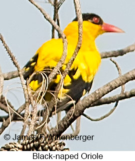 Black-naped Oriole - © James F Wittenberger and Exotic Birding LLC