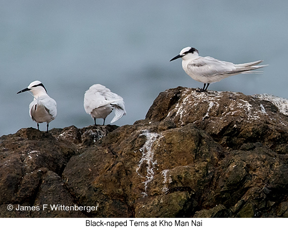 Black-naped Tern - © James F Wittenberger and Exotic Birding LLC