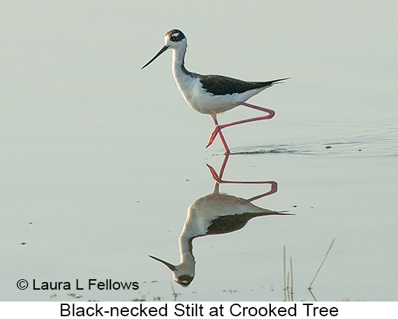 Black-necked Stilt - © James F Wittenberger and Exotic Birding LLC