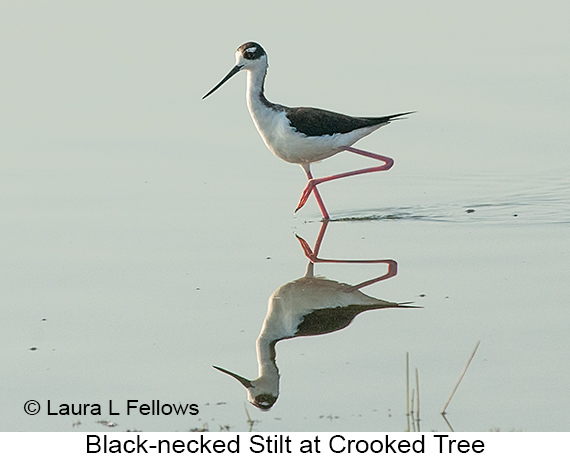Black-necked Stilt - © James F Wittenberger and Exotic Birding LLC Black-necked Stilt - © James F Wittenberger and Exotic Birding LLC