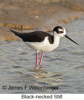 Black-necked Stilt - © James F Wittenberger and Exotic Birding LLC