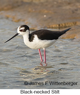 Black-necked Stilt - © James F Wittenberger and Exotic Birding LLC