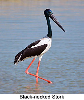 Black-necked Stork - courtesy Leio De Souza Black-necked Stork - courtesy Leio De Souza