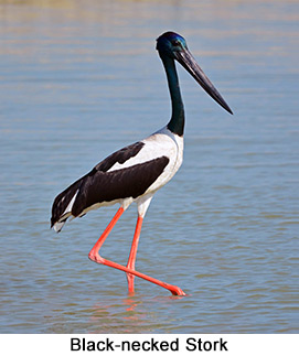 Black-necked Stork - courtesy Leio De Souza