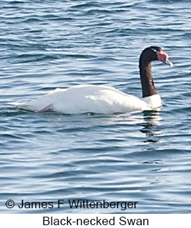 Black-necked Swan - &copy; James F Wittenberger and Exotic Birding LLC