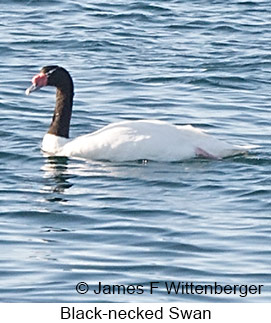 Black-necked Swan - © James F Wittenberger and Exotic Birding LLC Black-necked Swan - © James F Wittenberger and Exotic Birding LLC