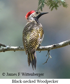 Black-necked Woodpecker - &copy; James F Wittenberger and Exotic Birding LLC