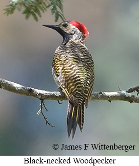 Black-necked Woodpecker - &copy; James F Wittenberger and Exotic Birding LLC