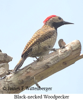 Black-necked Woodpecker - &copy; James F Wittenberger and Exotic Birding LLC