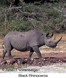 Black Rhinoceros - © James F Wittenberger and Exotic Birding LLC