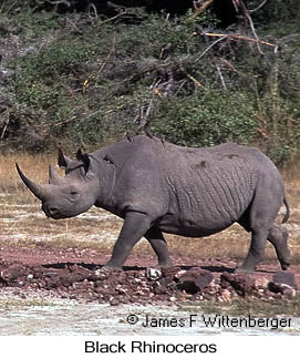 Black Rhinoceros - © James F Wittenberger and Exotic Birding Tours Black Rhinoceros - © James F Wittenberger and Exotic Birding Tours