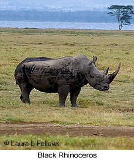 Black Rhinoceros - © Laura L Fellows and Exotic Birding Tours Black Rhinoceros - © Laura L Fellows and Exotic Birding Tours