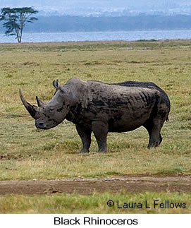 Black Rhinoceros - © Laura L Fellows and Exotic Birding LLC