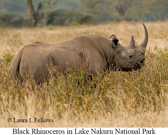 Black Rhinoceros - © James F Wittenberger and Exotic Birding LLC