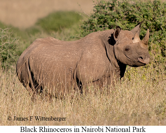 Black Rhinoceros - © James F Wittenberger and Exotic Birding LLC