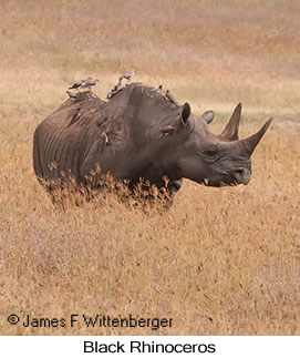 Black Rhinoceros - &copy; James F Wittenberger and Exotic Birding LLC