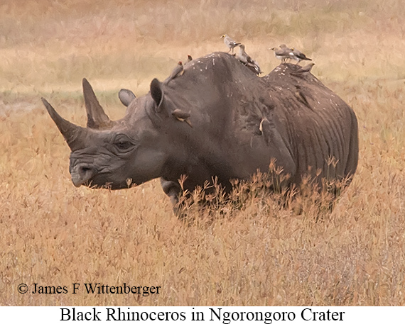 Black Rhinoceros - © James F Wittenberger and Exotic Birding LLC