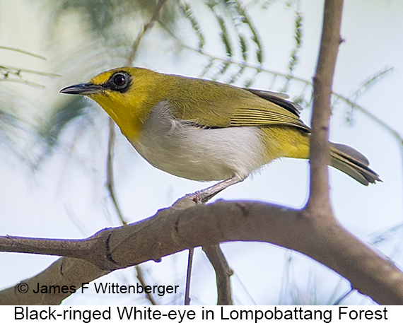 Black-ringed White-eye - © James F Wittenberger and Exotic Birding LLC