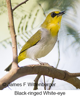 Black-ringed White-eye - © James F Wittenberger and Exotic Birding LLC