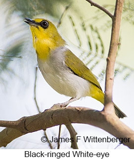 Black-ringed White-eye - © James F Wittenberger and Exotic Birding LLC