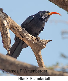 Black Scimitarbill - © James F Wittenberger and Exotic Birding LLC Black Scimitarbill - © James F Wittenberger and Exotic Birding LLC