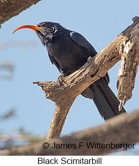 Black Scimitarbill - © James F Wittenberger and Exotic Birding LLC