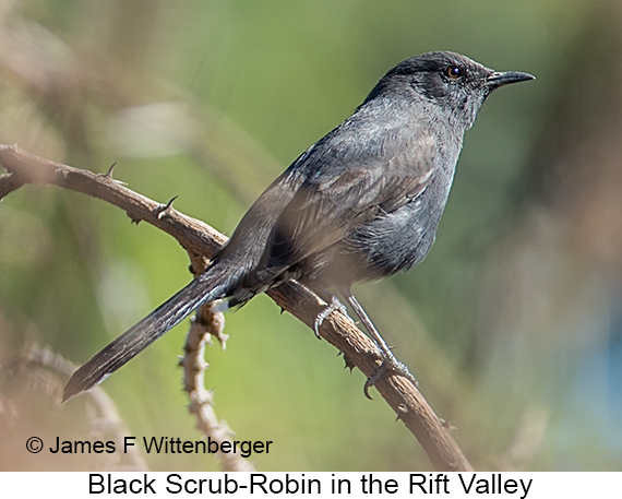 Black Scrub-Robin - © James F Wittenberger and Exotic Birding LLC