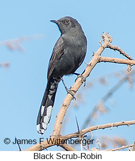 Black Scrub-Robin - © James F Wittenberger and Exotic Birding LLC Black Scrub-Robin - © James F Wittenberger and Exotic Birding LLC