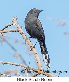 Black Scrub-Robin - © James F Wittenberger and Exotic Birding LLC