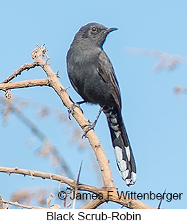 Black Scrub-Robin - © James F Wittenberger and Exotic Birding LLC Black Scrub-Robin - © James F Wittenberger and Exotic Birding LLC