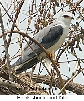 Black-shouldered Kite - © James F Wittenberger and Exotic Birding LLC
