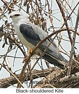 Black-shouldered Kite - © James F Wittenberger and Exotic Birding LLC Black-shouldered Kite - © James F Wittenberger and Exotic Birding LLC
