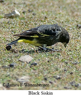 Black Siskin - © James F Wittenberger and Exotic Birding LLC