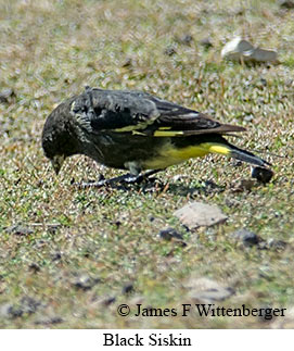 Black Siskin - © James F Wittenberger and Exotic Birding LLC