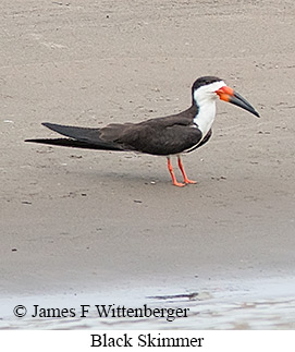 Black Skimmer - © James F Wittenberger and Exotic Birding LLC