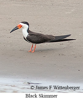 Black Skimmer - © James F Wittenberger and Exotic Birding LLC