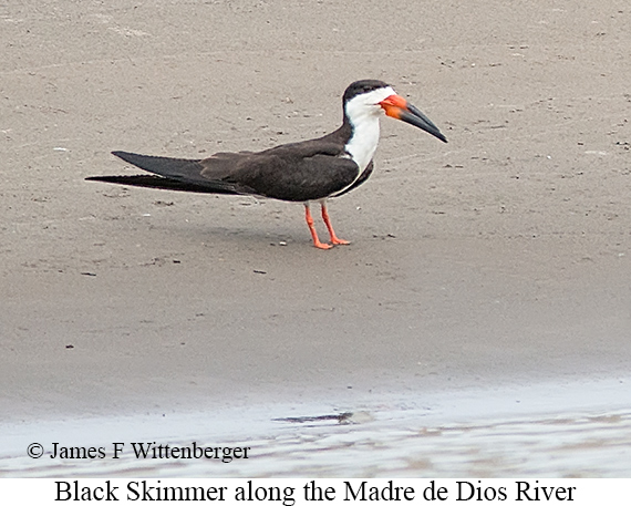 Black Skimmer - © James F Wittenberger and Exotic Birding LLC