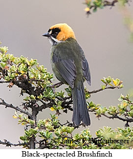 Black-spectacled Brushfinch - © James F Wittenberger and Exotic Birding LLC