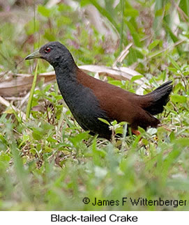 Black-tailed Crake - &copy; James F Wittenberger and Exotic Birding LLC