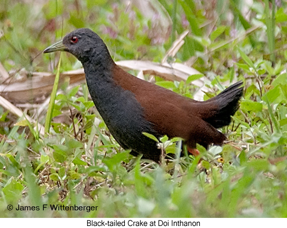 Black-tailed Crake - © James F Wittenberger and Exotic Birding LLC