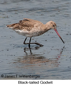 Black-tailed Godwit - © James F Wittenberger and Exotic Birding LLC