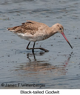 Black-tailed Godwit - &copy; James F Wittenberger and Exotic Birding LLC